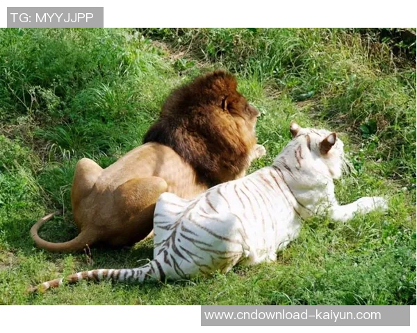 狮子与熊的巅峰对决谁将成为森林之王的最终赢家